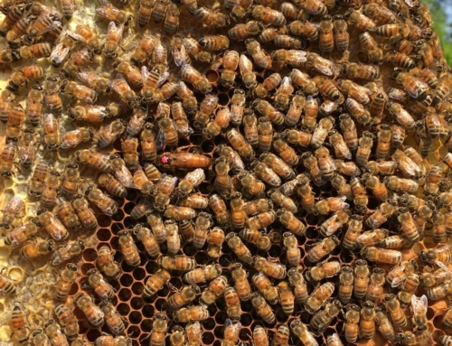 Moje dlouholetá praxe s včelou Buckfast