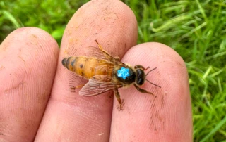 Včelí matka Buckfast